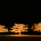 Illustration for article titled Photo Contest: Christmas Lights